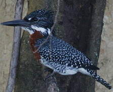 Martin-pêcheur géant