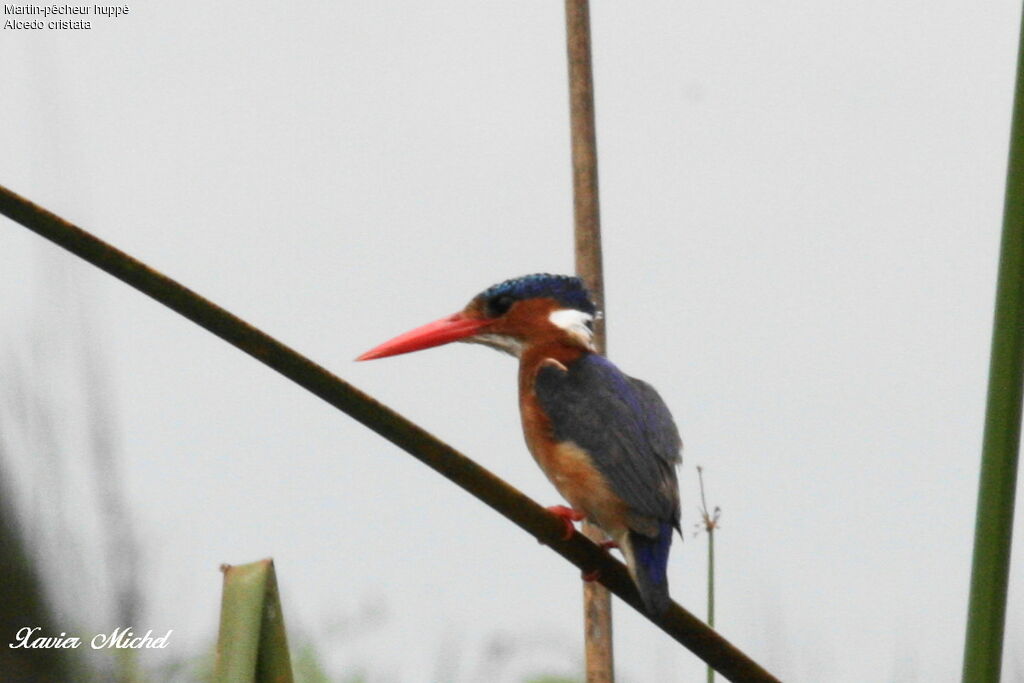 Malachite Kingfisher