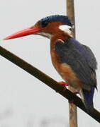 Malachite Kingfisher