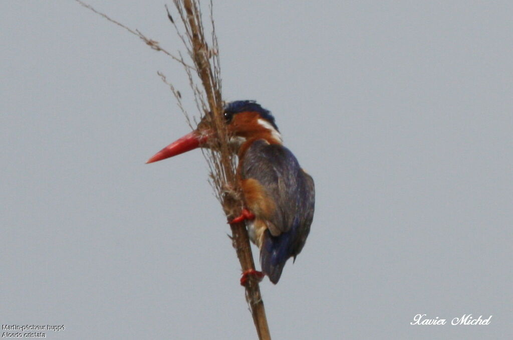 Malachite Kingfisher