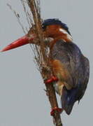 Malachite Kingfisher