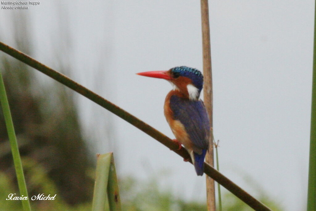 Malachite Kingfisher