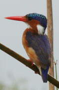 Malachite Kingfisher