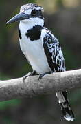 Pied Kingfisher