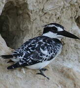 Pied Kingfisher