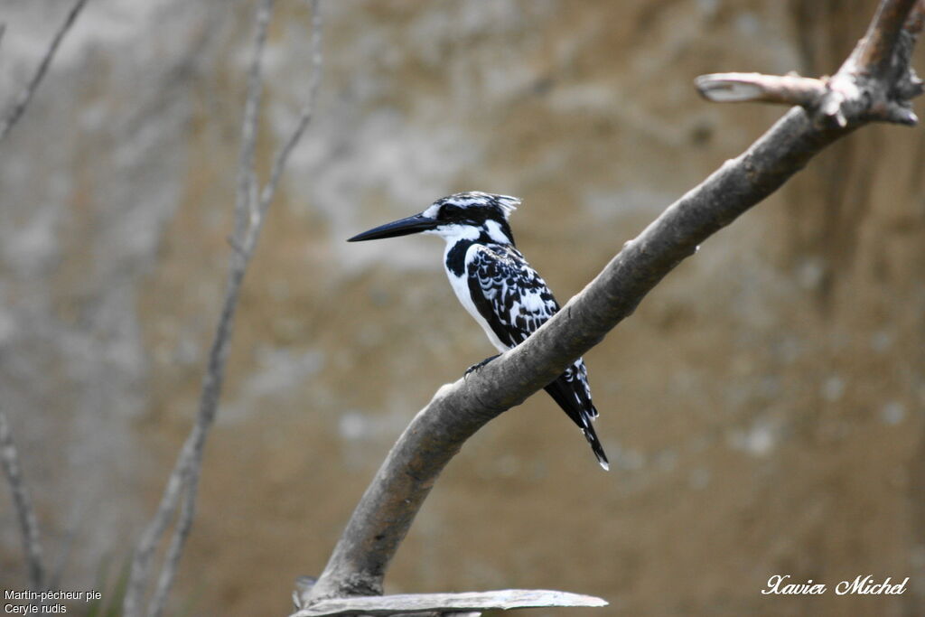 Pied Kingfisher female