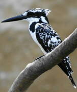 Pied Kingfisher