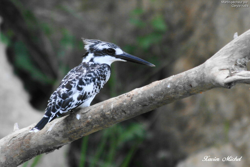 Pied Kingfisher