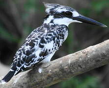 Pied Kingfisher