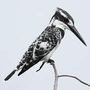 Pied Kingfisher