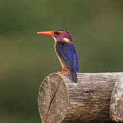 African Pygmy Kingfisher