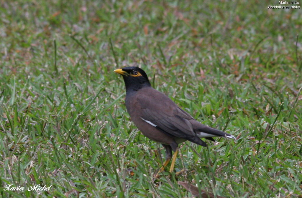 Common Myna