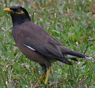 Common Myna