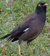 Common Myna