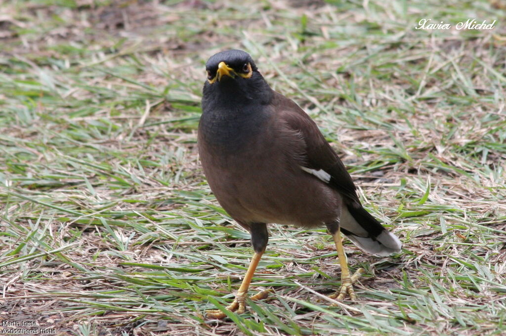 Common Myna, identification