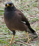 Common Myna