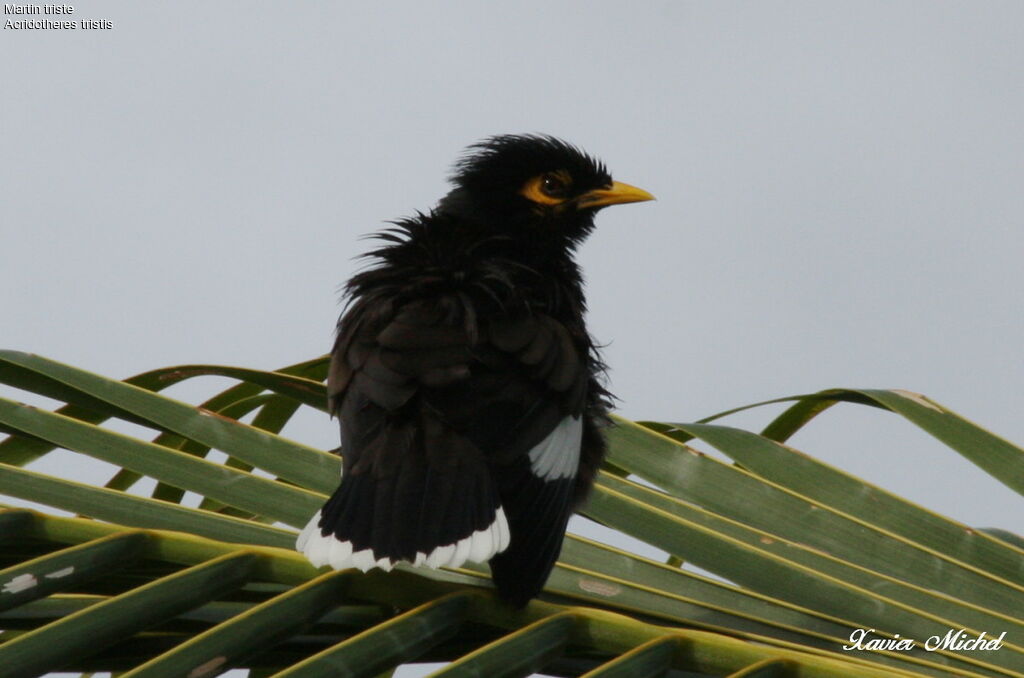 Common Myna