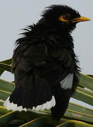 Common Myna