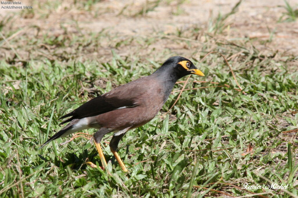 Common Myna, identification