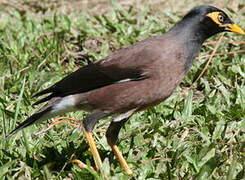 Common Myna