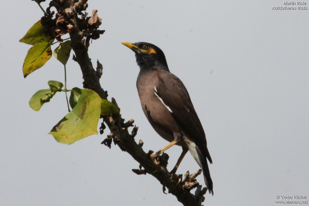 Common Mynaadult, identification