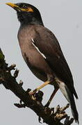 Common Myna