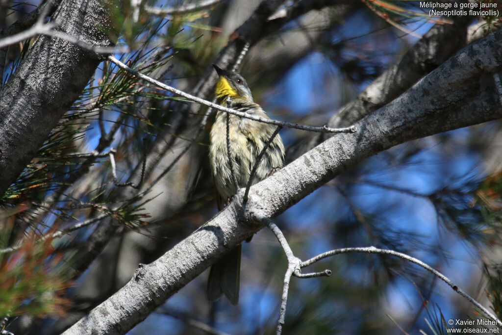 Yellow-throated Honeyeateradult