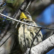 Yellow-throated Honeyeater