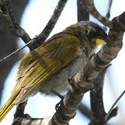 Yellow-throated Honeyeater