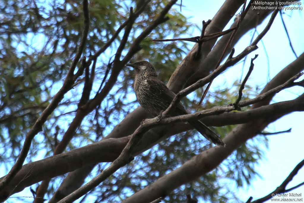 Little Wattlebirdadult, identification