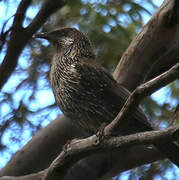 Little Wattlebird