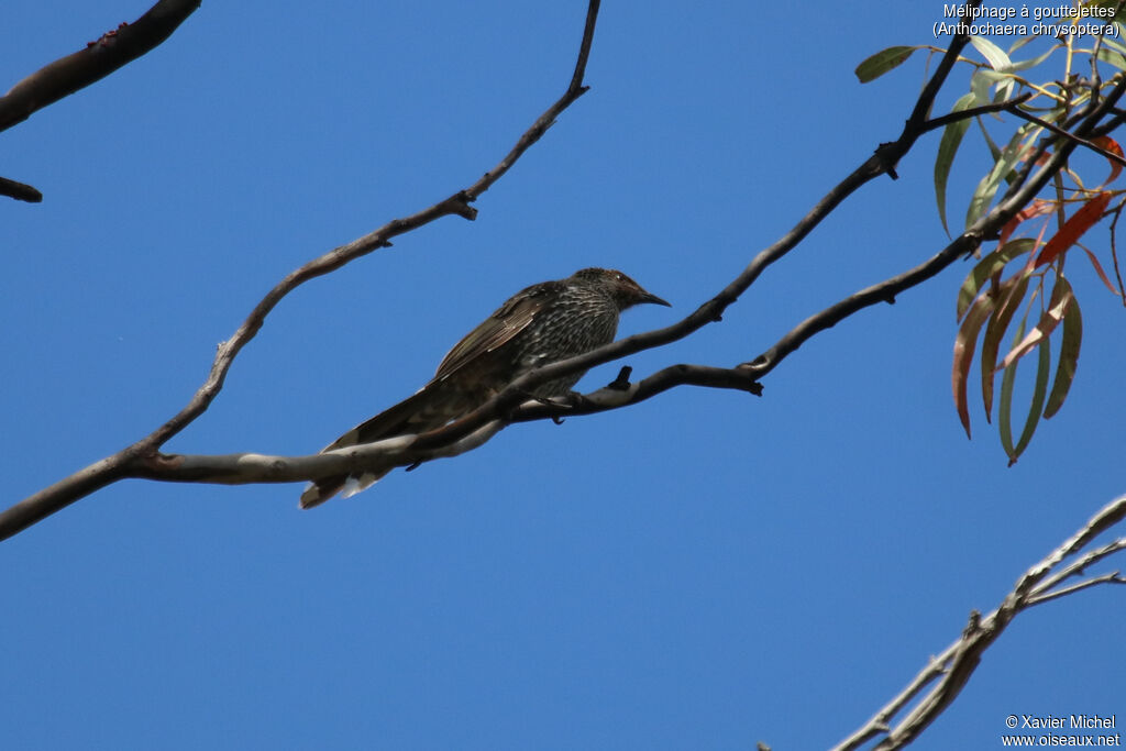 Little Wattlebirdadult