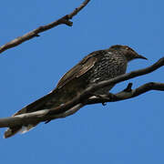 Little Wattlebird