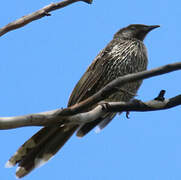 Little Wattlebird