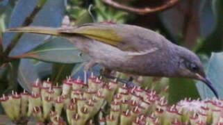 Grey-eared Honeyeater