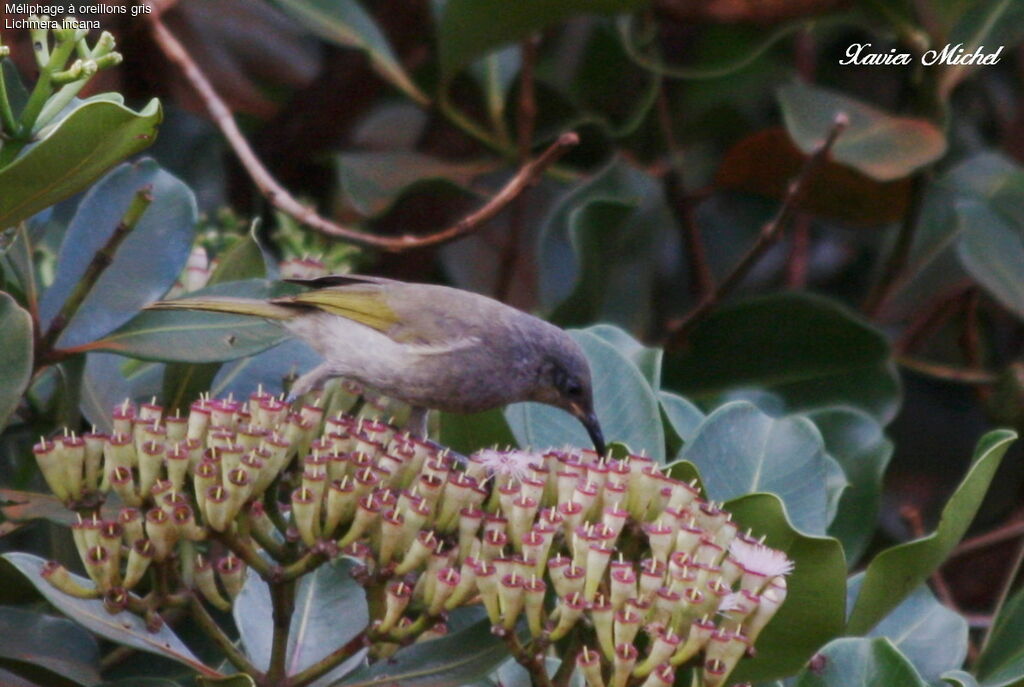 Grey-eared Honeyeater, feeding habits