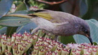 Grey-eared Honeyeater