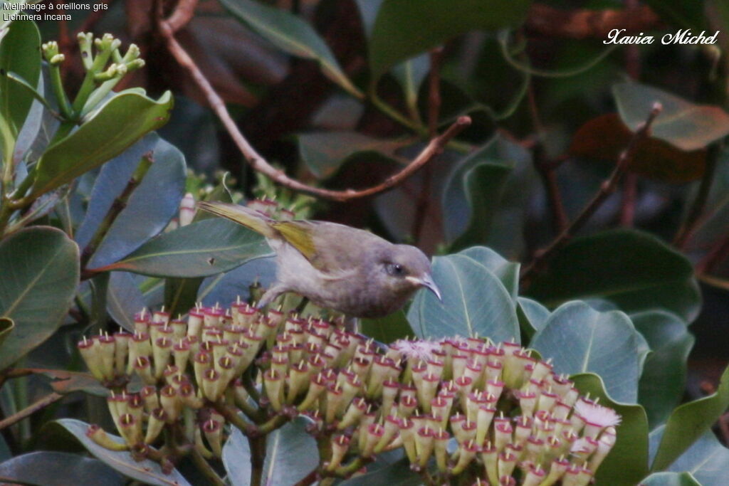 Grey-eared Honeyeater