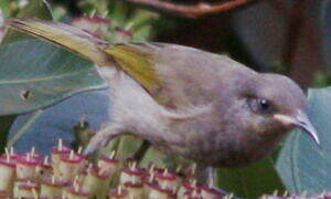 Grey-eared Honeyeater