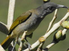 Grey-eared Honeyeater