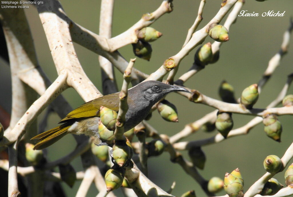 Grey-eared Honeyeater, identification