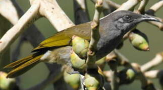 Grey-eared Honeyeater