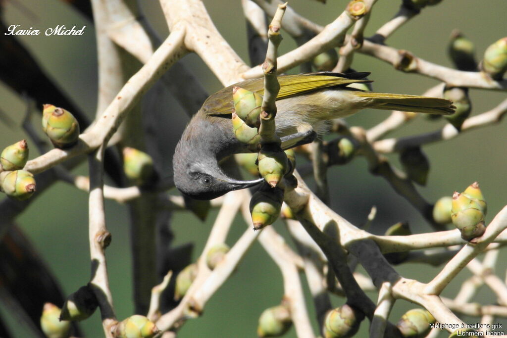 Grey-eared Honeyeater