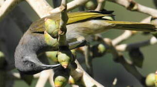 Grey-eared Honeyeater