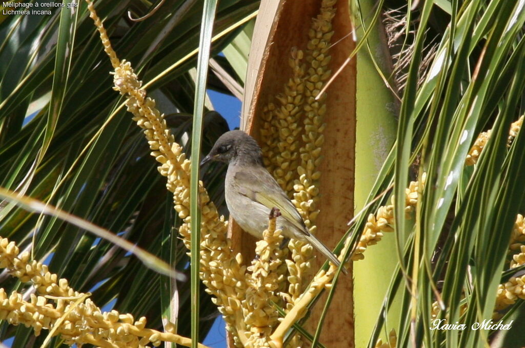 Grey-eared Honeyeater, feeding habits