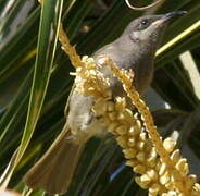 Grey-eared Honeyeater