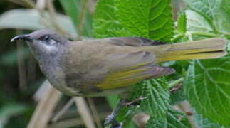 Grey-eared Honeyeater