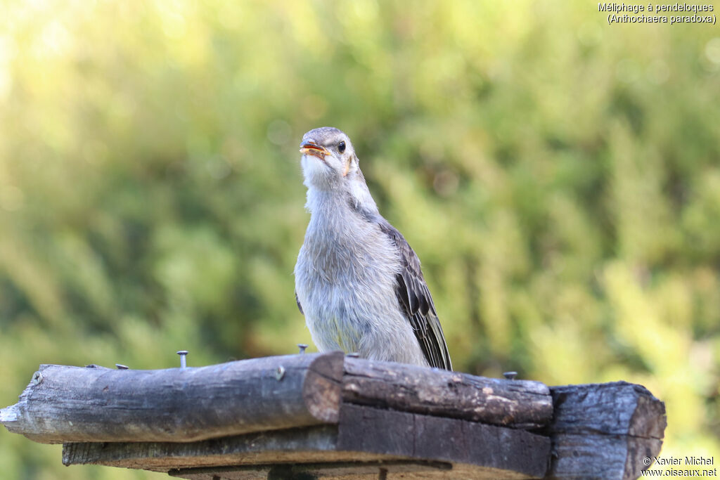 Yellow Wattlebirdjuvenile, identification