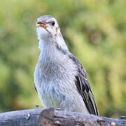 Yellow Wattlebird