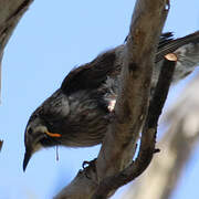 Yellow Wattlebird